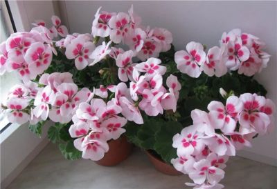 Лот: 10206635. Фото: 1. Пеларгония зональная Pac Flower... Горшечные растения и комнатные цветы