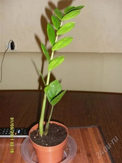 Лот: 873865. Фото: 1. Замиокулькас. Горшечные растения и комнатные цветы
