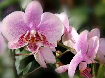 Лот: 5456729. Фото: 1. мини орхидея, отцвела. Горшечные растения и комнатные цветы