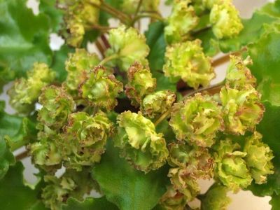 Лот: 10681798. Фото: 1. Сортовая фиалка Allegro pink pistachio... Горшечные растения и комнатные цветы