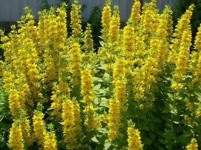Лот: 17560793. Фото: 1. Вербейник. Садовые цветы
