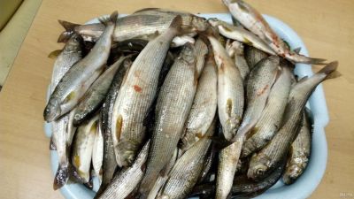 Лот: 12800717. Фото: 1. Хариус малосол. Икра, рыба, морепродукты