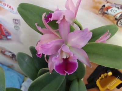 Лот: 1118683. Фото: 1. орхидея каттлея. Горшечные растения и комнатные цветы