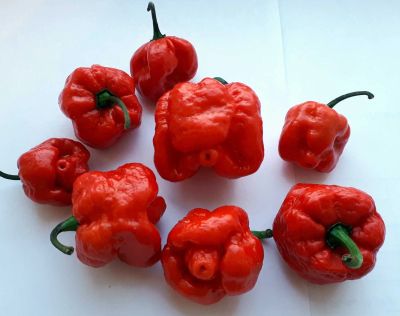Лот: 12090836. Фото: 1. Плод перца Trinidad Moruga Scorpion... Овощи, фрукты, зелень
