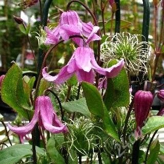 Лот: 2583363. Фото: 1. клематис Integrifolia Rosea. Другое (семена, рассада, садовые растения)