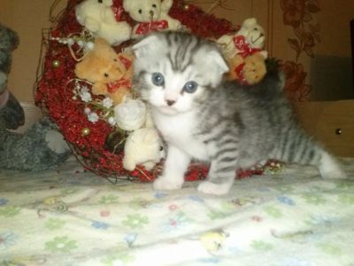 Лот: 4901303. Фото: 1. Котята курильского бобтейла. Кошки, котята