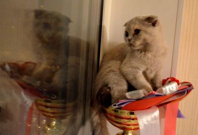 Лот: 5056842. Фото: 1. Шотландская кошечка вислоухая... Кошки, котята
