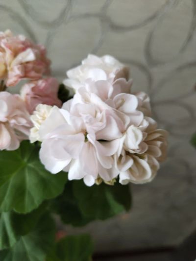 Лот: 25743816. Фото: 1. Сортовая пеларгония. Горшечные растения и комнатные цветы