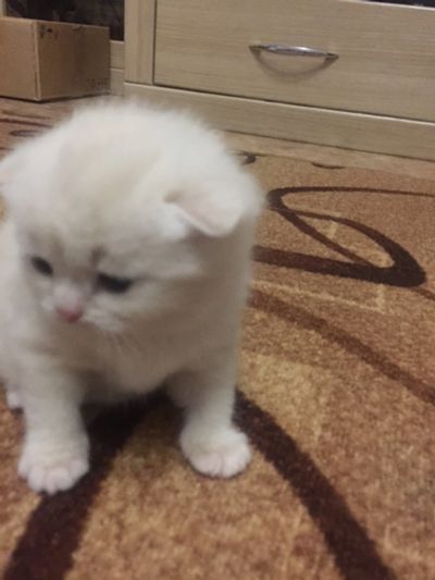 Лот: 15225480. Фото: 1. Шотландские котята. Кошки, котята