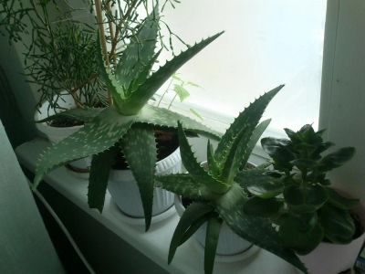 Лот: 3358176. Фото: 1. Алоэ. Горшечные растения и комнатные цветы