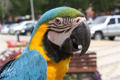 Лот: 2389859. Фото: 1. Canon 1000d kit ef-s 18-55 is... Цифровые зеркальные