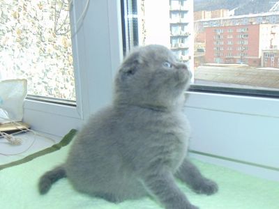 Лот: 7306231. Фото: 1. Шотландская вислоухая красотка. Кошки, котята