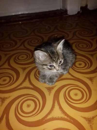 Лот: 3566185. Фото: 1. Котята. Кошки, котята