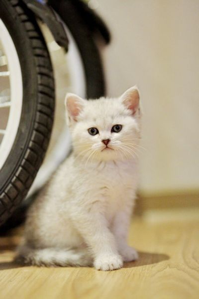 Лот: 12330636. Фото: 1. Британский котенок 1,5 мес - мальчик... Кошки, котята