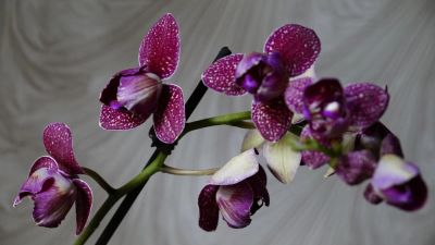 Лот: 6197169. Фото: 1. Орхидея Phalaenopsis Цветет... Горшечные растения и комнатные цветы
