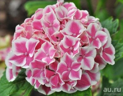 Лот: 13054424. Фото: 1. Гортензия крупнолистовая Пеппминт... Декоративные кустарники и деревья