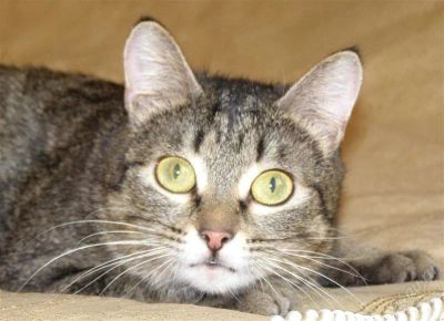 Лот: 1486657. Фото: 1. Полосатая кошка хочет стать Вашим... Кошки, котята