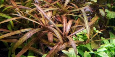 Лот: 15246263. Фото: 1. Гигрофила Тигр Hygrophila sp... Водные растения