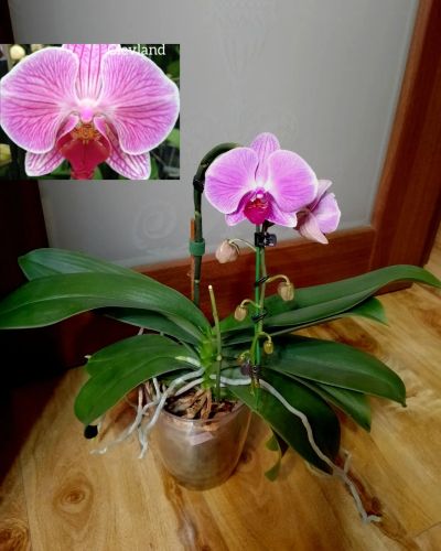Лот: 25850532. Фото: 1. Орхидея фаленопсис (Ретро сорт... Горшечные растения и комнатные цветы
