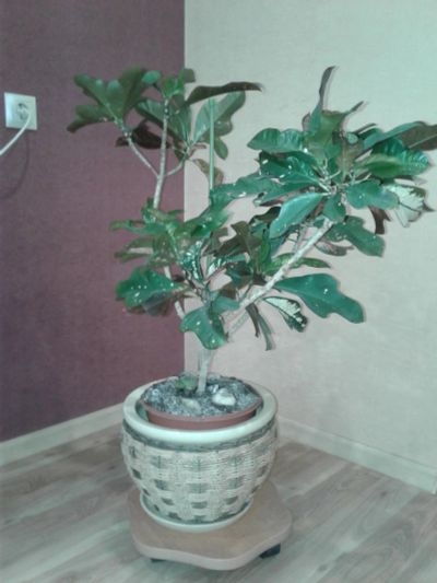 Лот: 9882583. Фото: 1. кратон. Горшечные растения и комнатные цветы