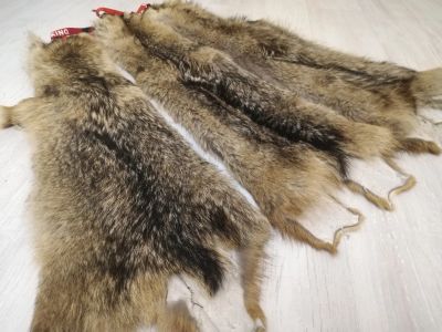 Лот: 17099858. Фото: 1. Шкура шакала. Чучела животных, рога, шкуры