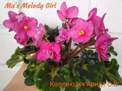 Лот: 7818039. Фото: 1. Фиалка Ma's melody girl, лист. Горшечные растения и комнатные цветы