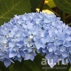 Лот: 13054438. Фото: 1. Гортензия крупнолистовая Ориджинал... Декоративные кустарники и деревья
