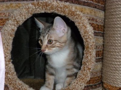 Лот: 6208323. Фото: 1. Кошка курильского бобтейла. Кошки, котята
