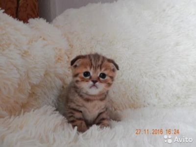 Лот: 8634009. Фото: 1. Шотландская девочка с родословной. Кошки, котята