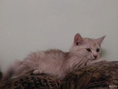 Лот: 9371115. Фото: 1. Котенок британец (девочка). Кошки, котята