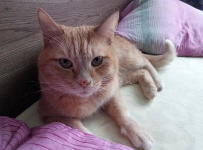 Лот: 10897563. Фото: 1. Отдам кота. Кошки, котята