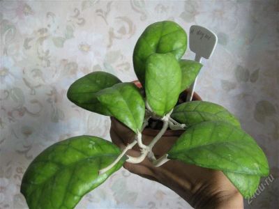 Лот: 2701687. Фото: 1. Хойя Дейкей(Hoya deykei). Горшечные растения и комнатные цветы