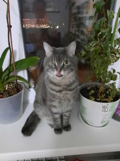 Лот: 16954003. Фото: 1. Кот Семен. Кошки, котята