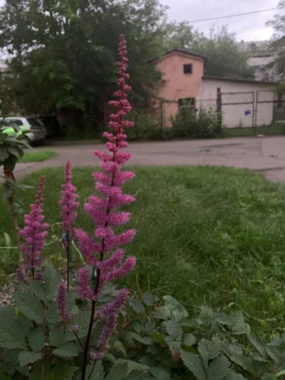 Лот: 16383855. Фото: 1. Астильба. Садовые цветы