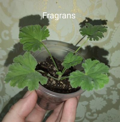 Лот: 21734504. Фото: 1. душистая пеларгония Fragrans... Горшечные растения и комнатные цветы