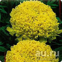 Лот: 8206972. Фото: 1. бархатцы Поллукс лимонно-жёлтые... Садовые цветы