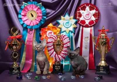 Лот: 6107705. Фото: 1. Велюровая красавица черного окраса... Кошки, котята