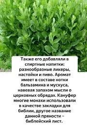Лот: 16150924. Фото: 1. Библейский лист -Канупер(Кануфер... Пряные, лекарственные растения и зелень