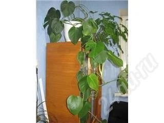 Лот: 497503. Фото: 1. Монстера. Горшечные растения и комнатные цветы