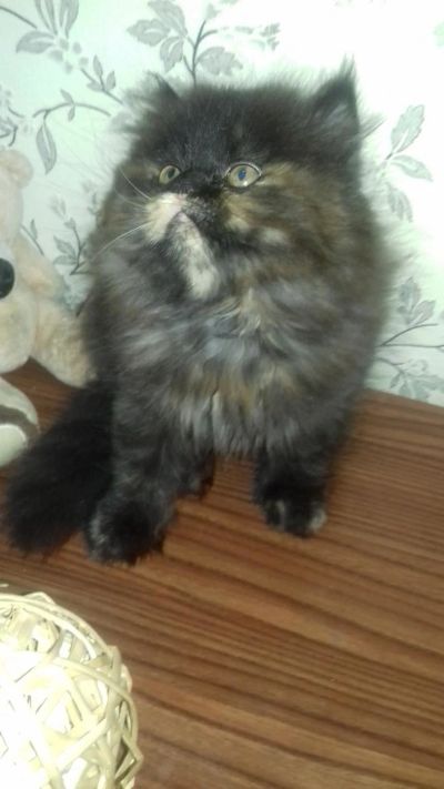 Лот: 11491582. Фото: 1. персидская девочка. Кошки, котята