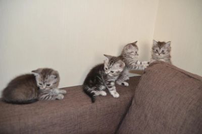 Лот: 11121256. Фото: 1. котята британские. Кошки, котята