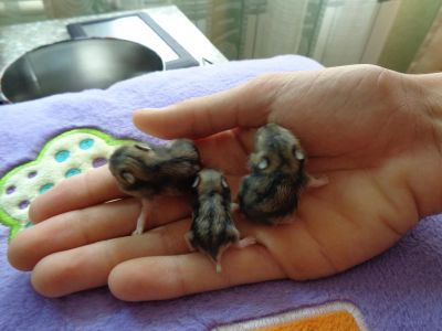 Лот: 5989933. Фото: 1. Хомяк джунгарский. Остальные животные