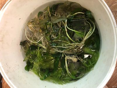 Лот: 13434361. Фото: 1. Водоросли. Водные растения