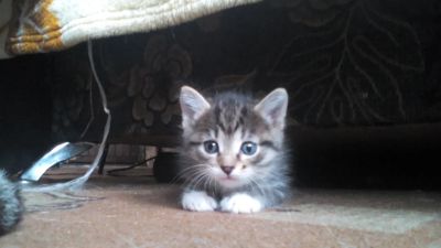 Лот: 8405136. Фото: 1. Милейшие Котята. Кошки, котята