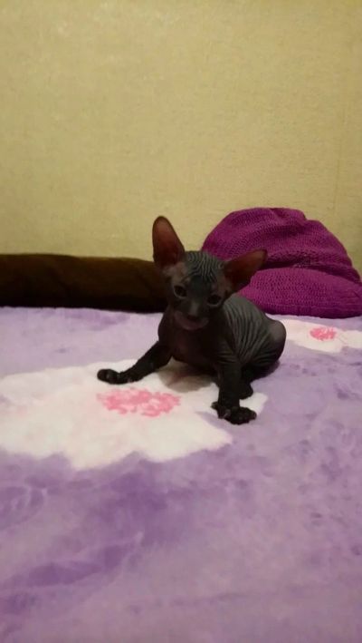 Лот: 12664378. Фото: 1. Котенок Донской сфинкс. Миски, лотки, наполнители
