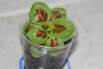 Лот: 3200891. Фото: 1. Колеус (крапивка) 14. Горшечные растения и комнатные цветы