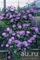 Лот: 9666498. Фото: 1. Клематис Блю Эксплоужн(Blue Explosion... Садовые цветы