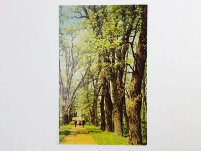 Лот: 23296881. Фото: 1. Пушкин. Липовая аллея Екатерининского... Открытки, конверты