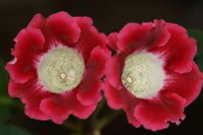 Лот: 3194686. Фото: 1. Глоксиния 29. Горшечные растения и комнатные цветы