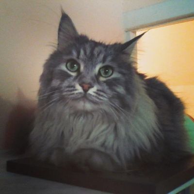 Лот: 4927715. Фото: 1. Отдам в хорошие руки. Кошки, котята